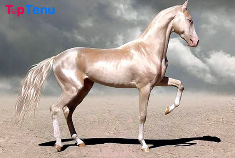 Top 18 Most Beautiful Horses in the World