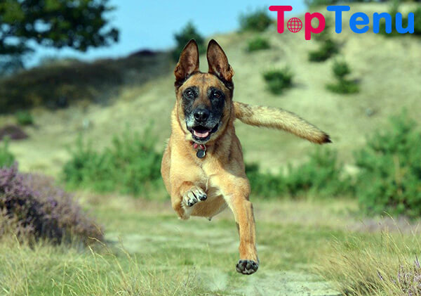 Top 15 Best Police Dog Breeds in the World