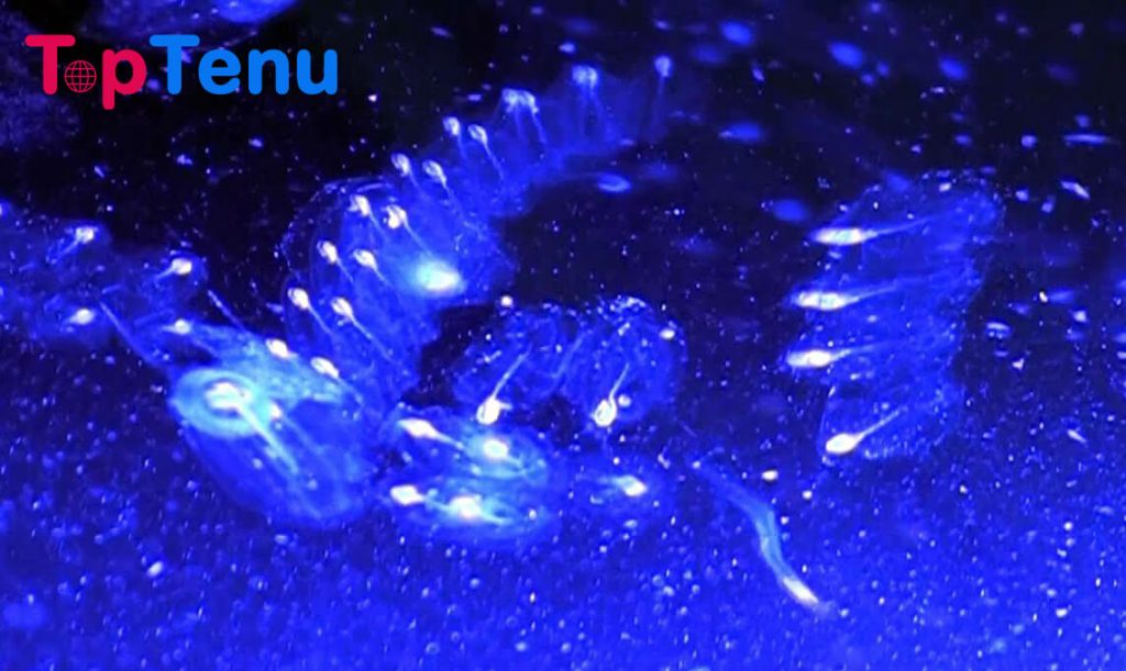 Bioluminescent Sea Salp fish