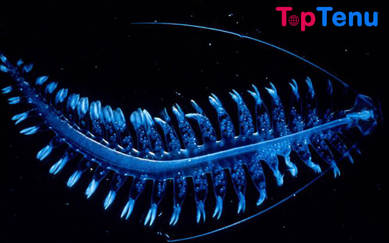 Bioluminescent Tomopteris