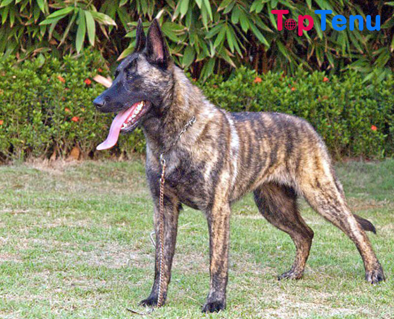 Top 15 Best Police Dog Breeds in the World