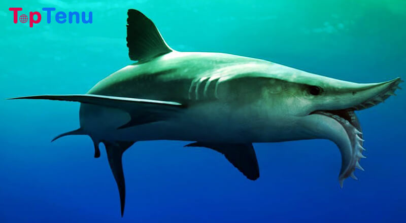 Top 10 Strangest Prehistoric Sharks That Ever Lived