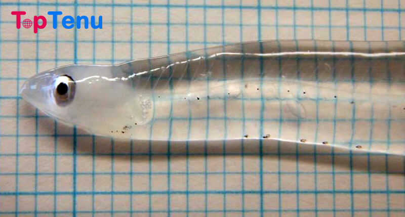 Transparent Fish, Top 10 Transparent Fish in the World