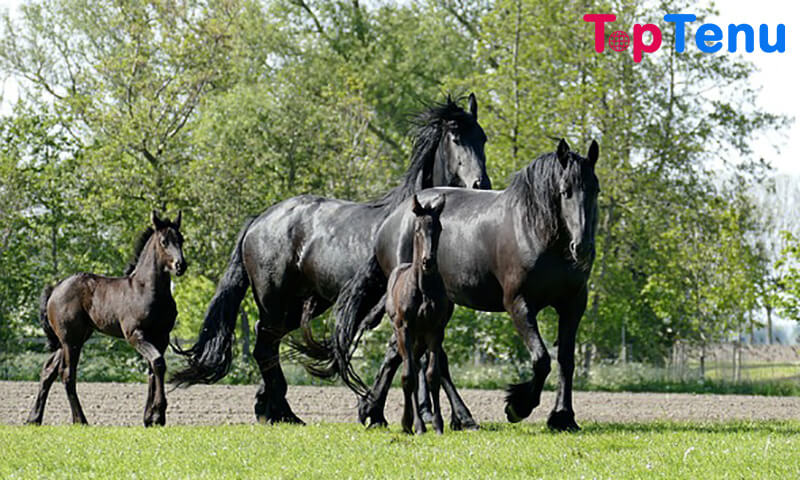 Top 18 Most Beautiful Horses in the World