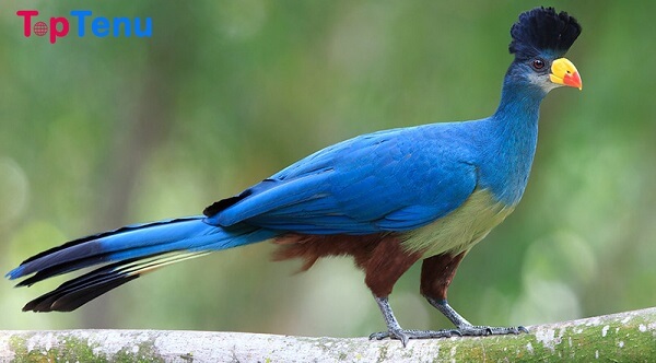  Great Blue Turaco Beautiful Crown Birds