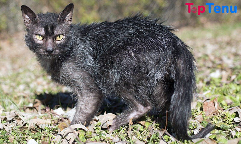 weird cat breeds, Top 15 Most Weird Cat Breeds in The World