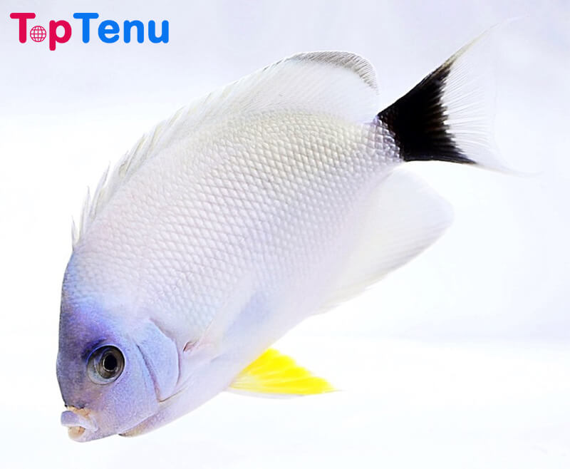 Expensive Fish, Top 10 Most Expensive Fish in the World