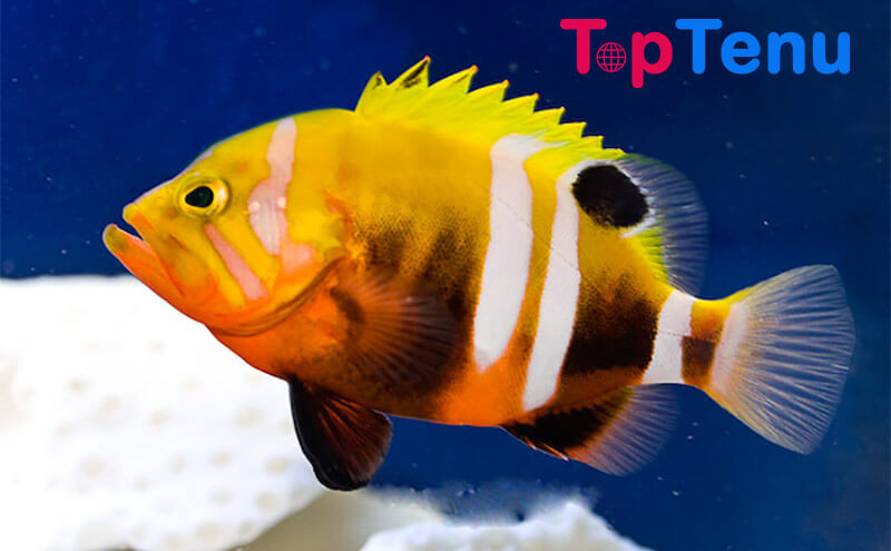 Expensive Fish, Top 10 Most Expensive Fish in the World