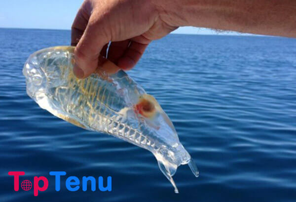 Transparent Fish, Top 10 Transparent Fish in the World
