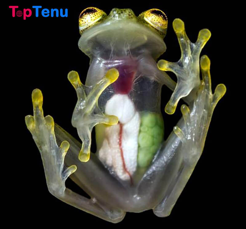 See-through Frog