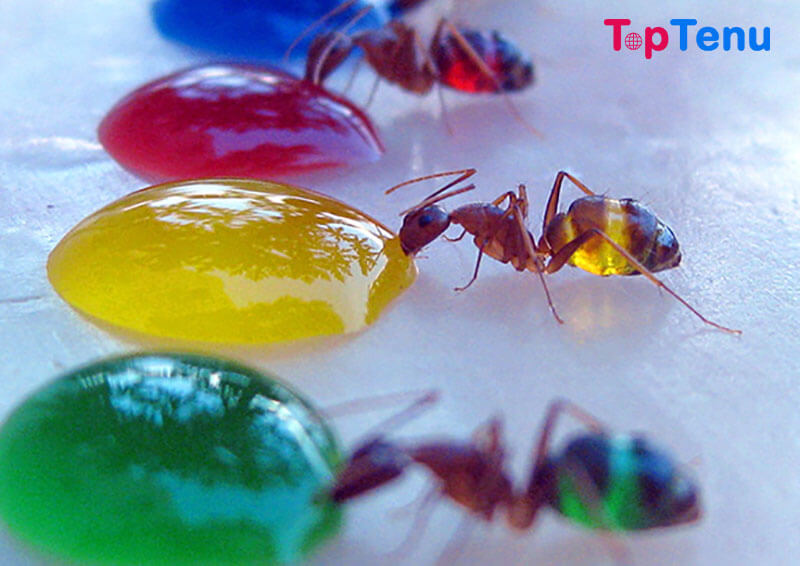 Translucent Pharaoh Ants