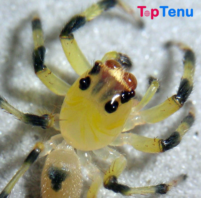 Yellow Amycine Jumping Spider