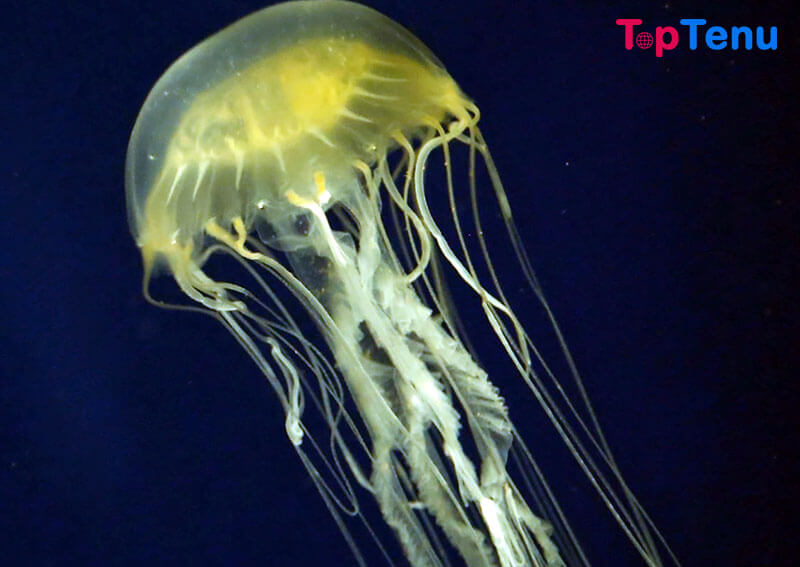 Dangerous Sea Creatures, Top 15 Most Dangerous Sea Creatures in the World For Humans