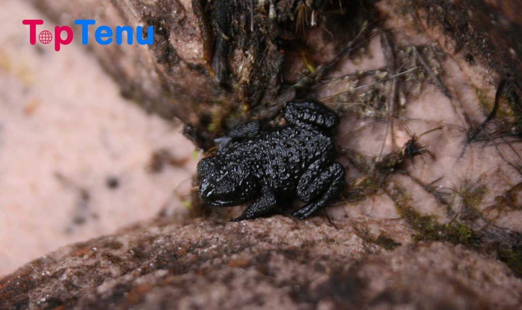 Pebble Toad