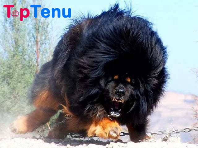Top 10 Most Strong and Aggressive Dog Breeds