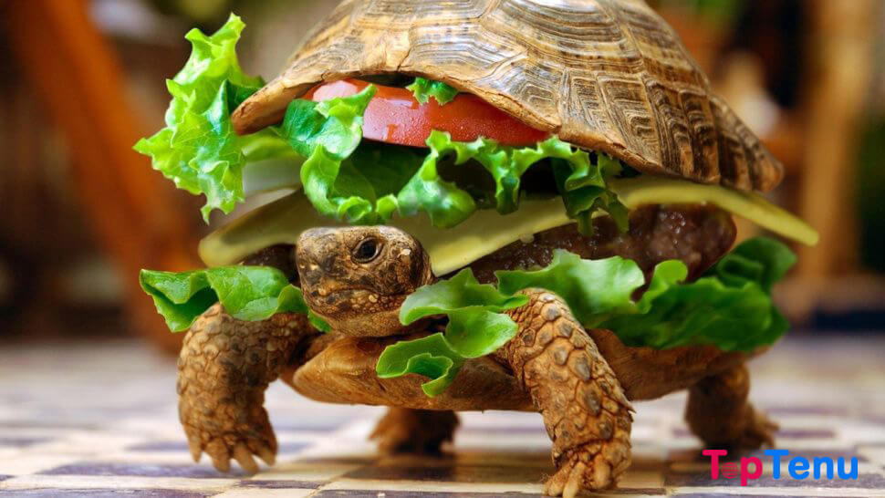 Turtle disguised as hamburger