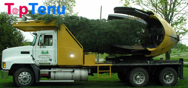 Tree Moving Machine