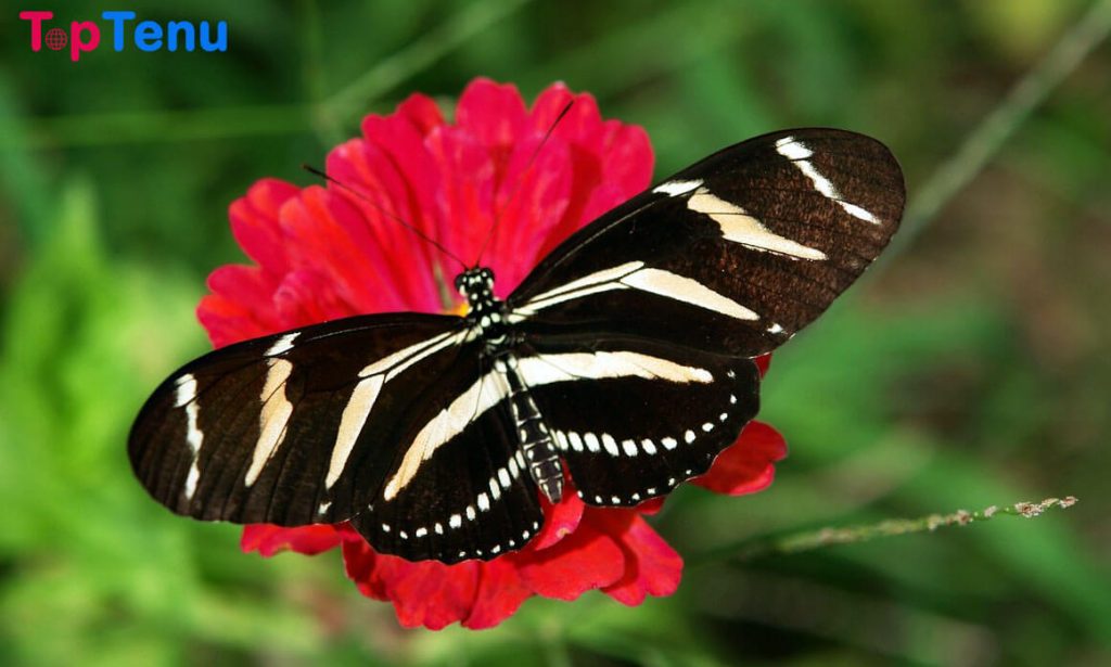 Top 10 Most Beautiful Butterflies in the World
