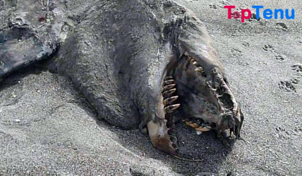 new zealand sea monster Bizarre Animal Carcasses