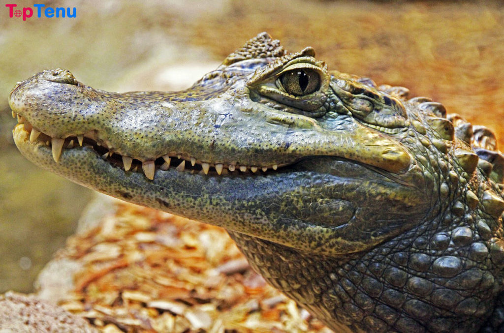 Alligator vs. Crocodile
