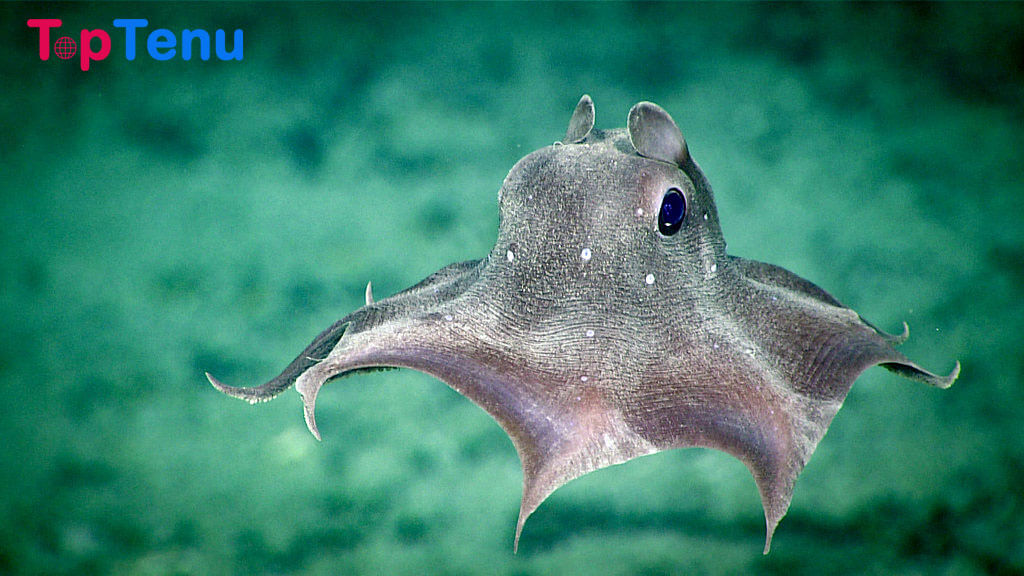 7 Rarest Sea Creatures in the World