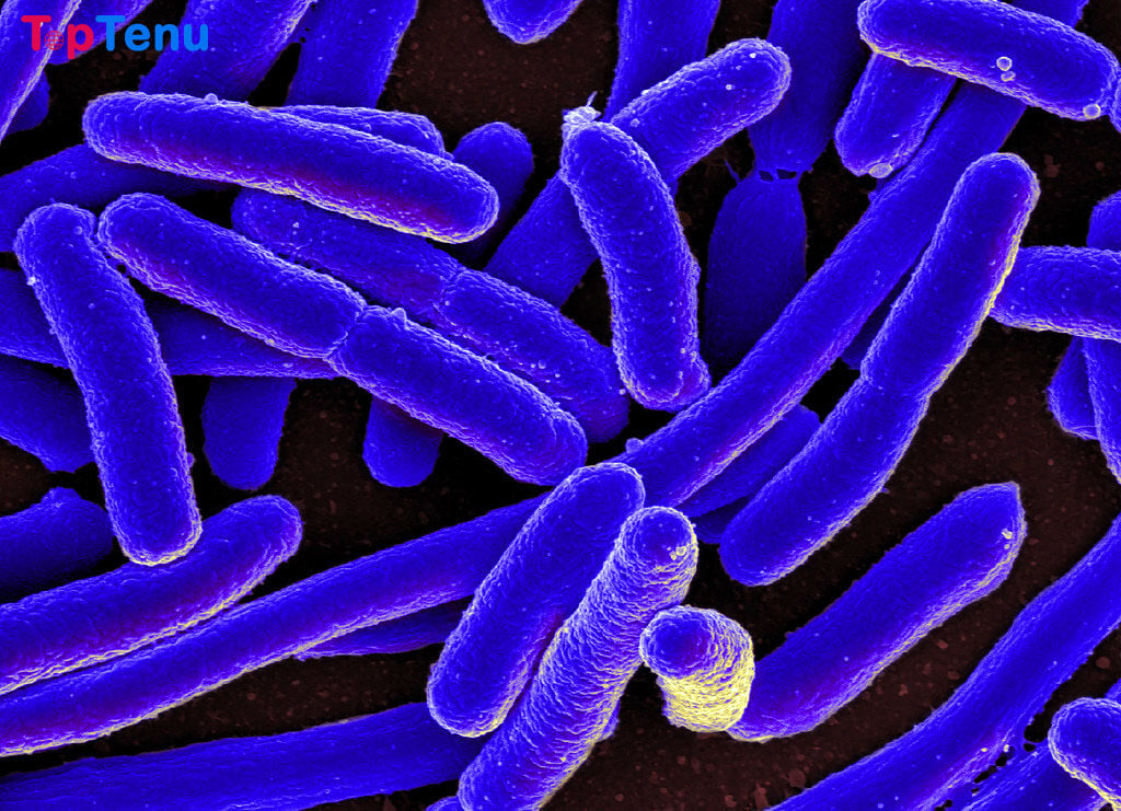 7 Deadliest Bacteria Found in Water, Lakes, Oceans