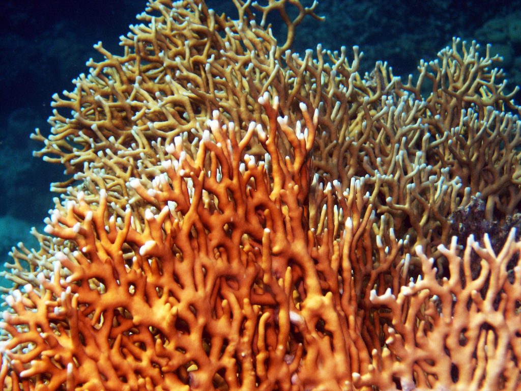 F14 Most Poisonous Creatures of the Sea
ire Coral