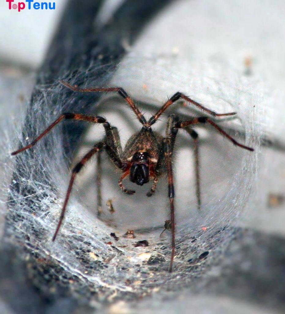 Funnel Spiders