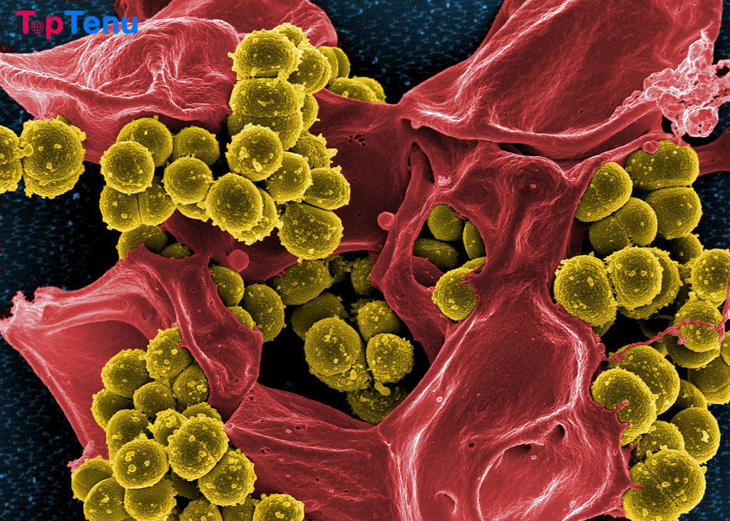 7 Deadliest Bacteria Found in Water, Lakes, Oceans