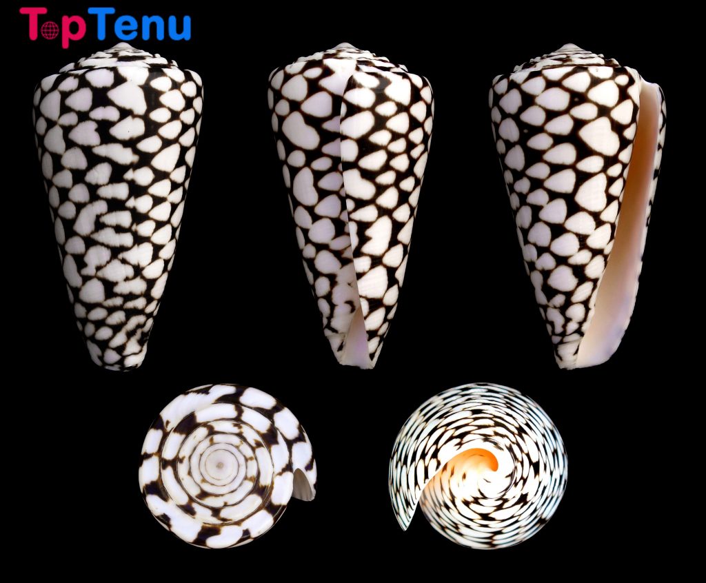 Marbled Cone Shells