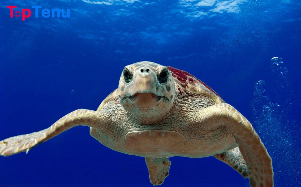 10 Massive Deadliest Creatures You&#8217;ll Find in the Ocean