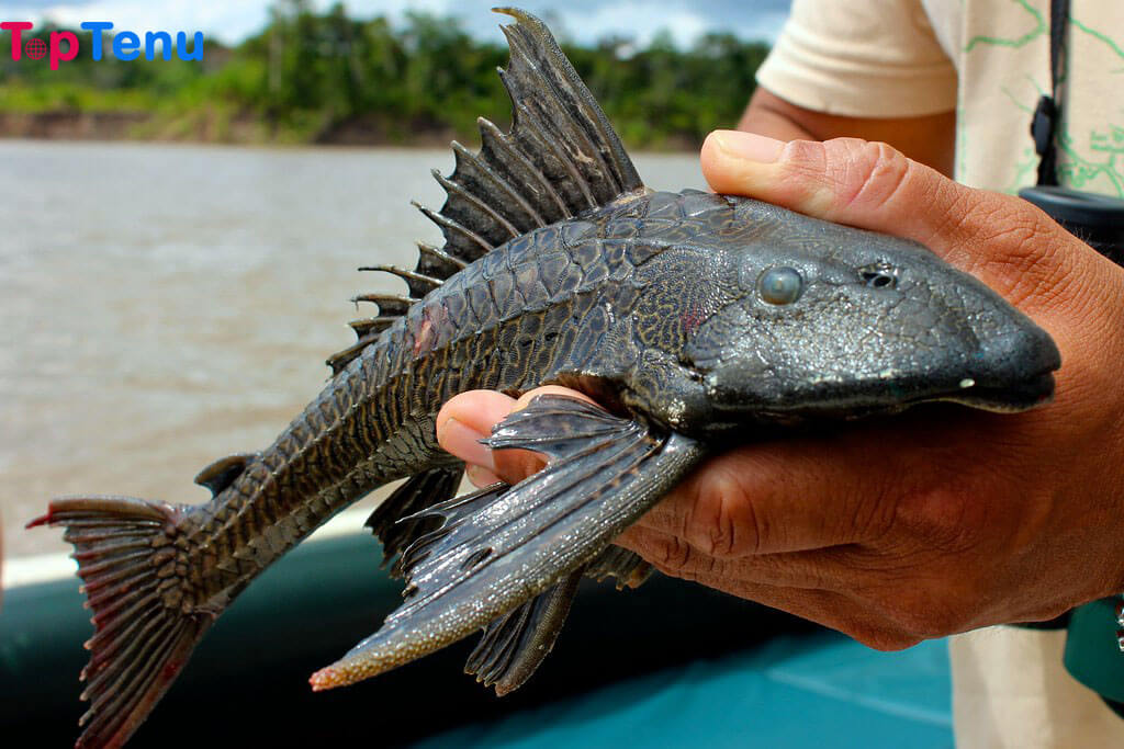 Walking Catfish 11 Most Invasive Aquatic Species in the World