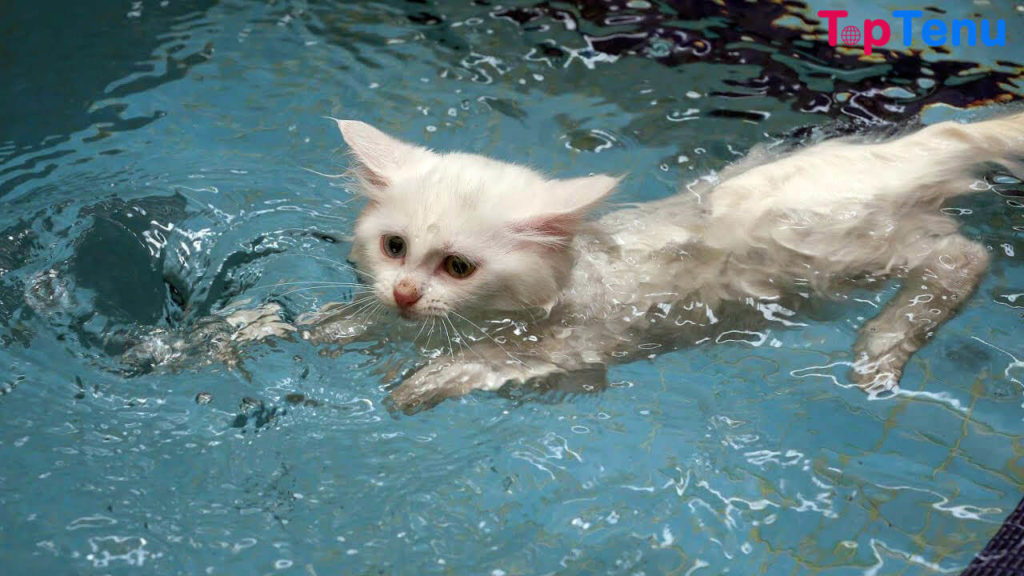 10 Animals that Swim in the Water
