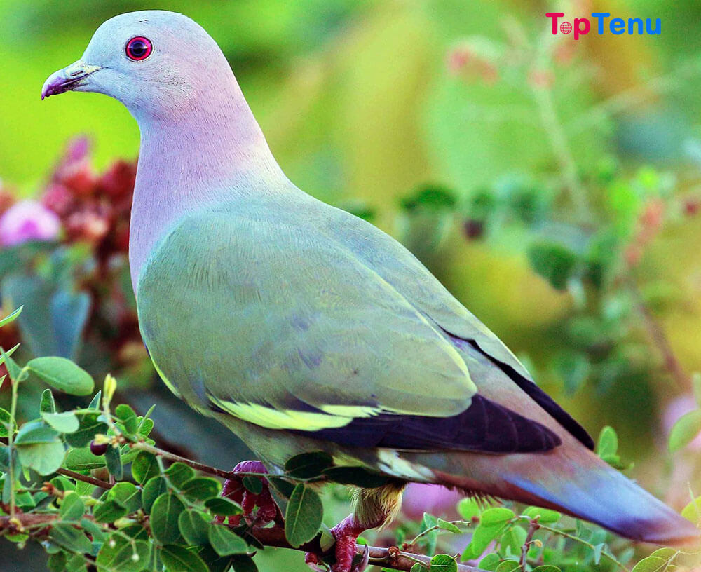 Top 10 Most Beautiful Pigeons in the World