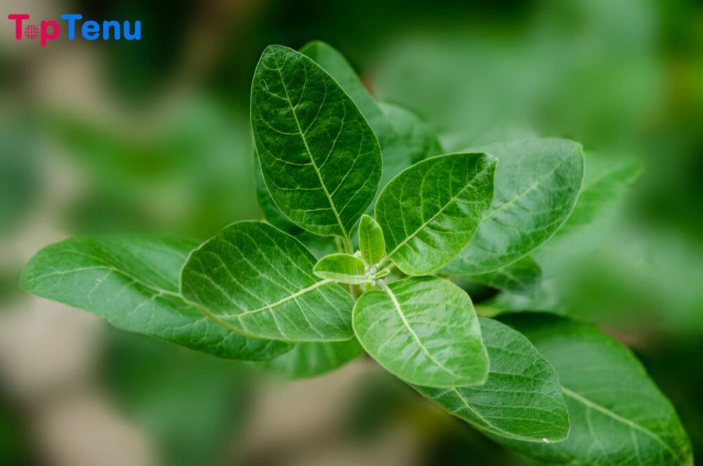 Top 15 Proven Benefits of Ashwagandha &#8211; Uses, Side Effects