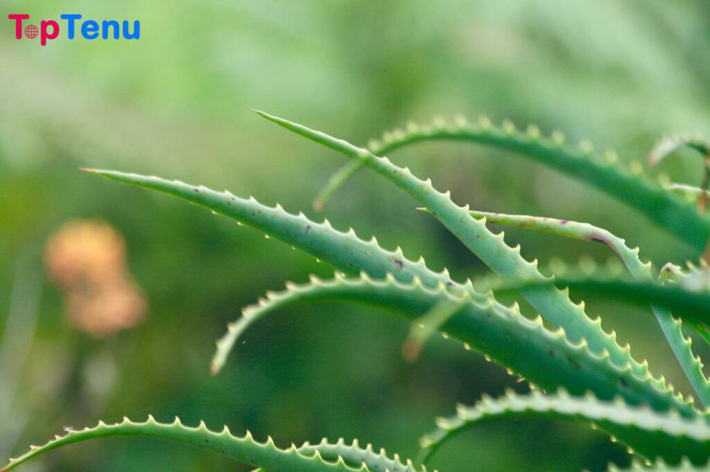 Top 20 Amazing Benefits of Aloe Vera
