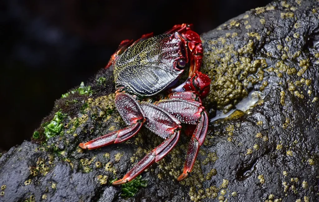 Top 10 Species of Aggressive Crabs with Deadly Potency
