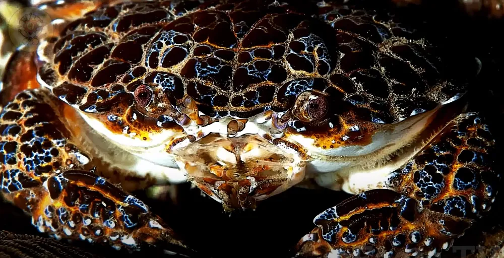 Top 10 Species of Aggressive Crabs with Deadly Potency