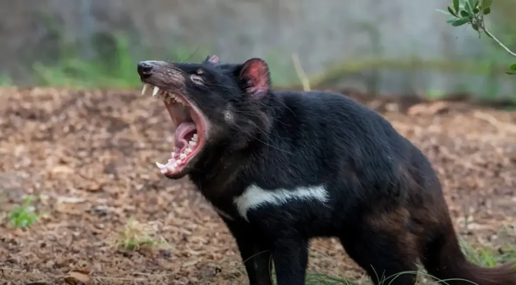 10 Most Aggressive Animals in the World